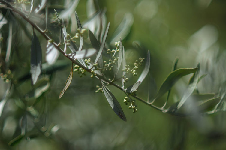 olives at Black Rock Ranch