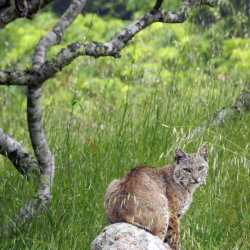 Bobcat