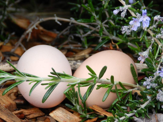 eggs beneath the rosemary bush