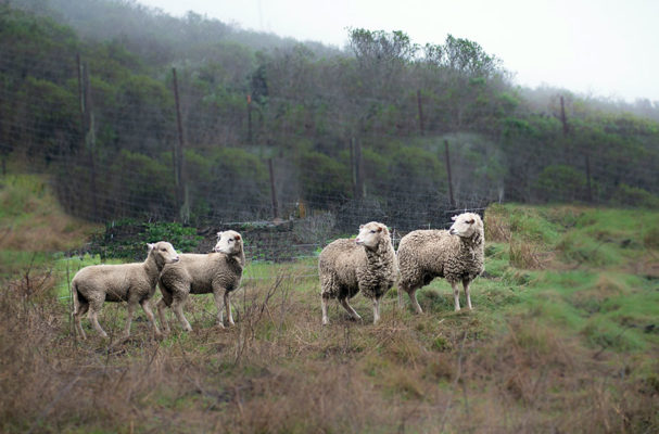 Santa Cruz Island sheep