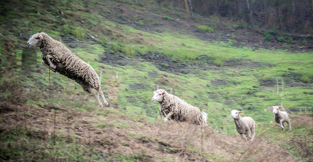 Santa Cruz Island sheep