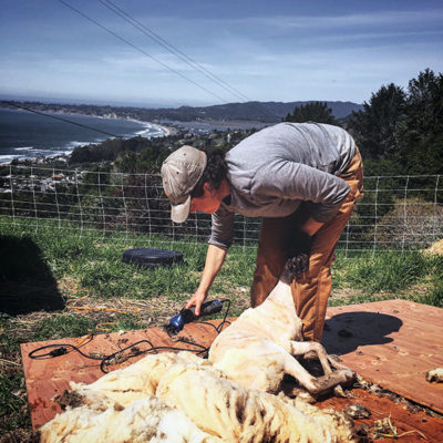 Marie shearing sheep