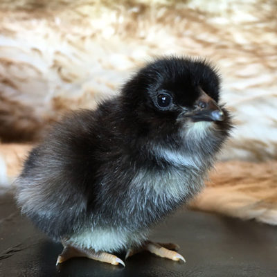 baby chick