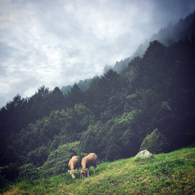 Santa Cruz Island sheep