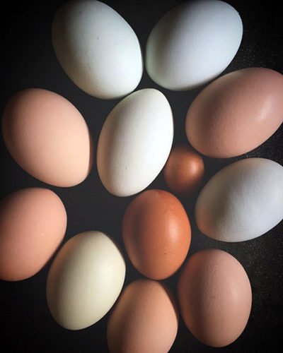 eggs