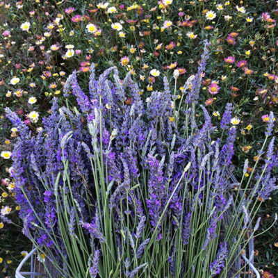 lavender flowers