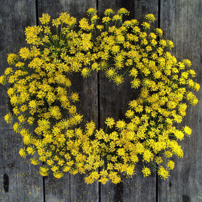 fennel flowers