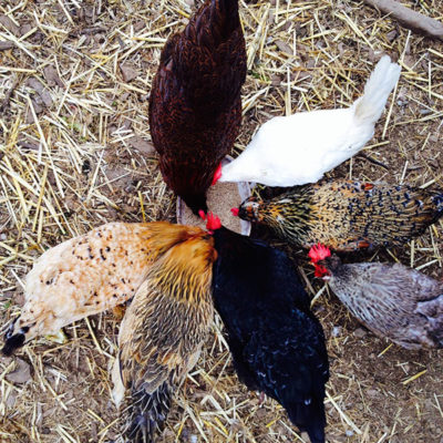 chickens at Black Rock Ranch