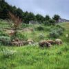 the sheep at Black Rock Ranch